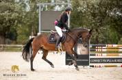 Cavalla Pony da Sella Belgio In vendita 2019 Baio