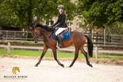 Cavalla Pony da Sella Belgio In vendita 2019 Baio