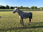 Poneys