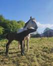 Poneys