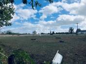 Sheep farm  Nièvre