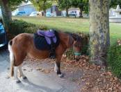 Ponette shetland 