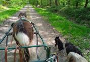 Ponette shetland 