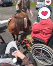 Ponette shetland 