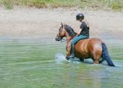 Poney de sport 