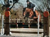 Poney de sport 