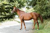 Enora de Rox Jument SF, 166cm gagnante GP120 à Saint-Lô