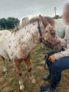 Poulain poney × shetland 