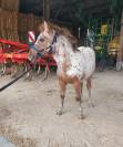 Poulain poney × shetland 