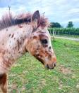 Poulain poney × shetland 