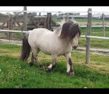 Poulain poney × shetland 