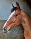 DP Poney D