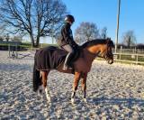 DP Poney D