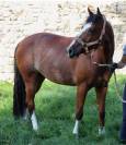 DP Poney D