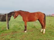 Hongre bai de 3 ans sf