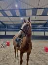 DP cheval 