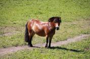 Poney shetland
