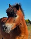 Poney shetland