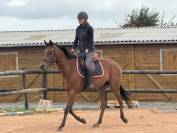 Adorable jument ps de 4 ans 