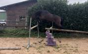Hongre trotteur de 4 ans 