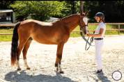 Poney de sport