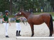 Cavalla New Forest Da affidare 2022 Baio ,  Ornaldo de civry