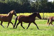 Cavalla New Forest Da affidare 2022 Baio ,  Ornaldo de civry
