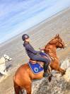 Poney rare à la vente
