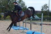 Poney en or, polyvalent avec expérience solide