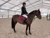 Poney en or, polyvalent avec expérience solide