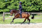 Poney en or, polyvalent avec expérience solide