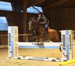 Poney en or, polyvalent avec expérience solide