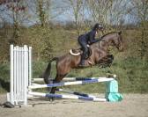 Poney en or, polyvalent avec expérience solide