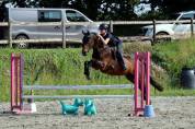 Poney en or, polyvalent avec expérience solide