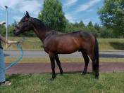 Poney en or, polyvalent avec expérience solide