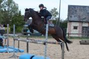 Poney en or, polyvalent avec expérience solide