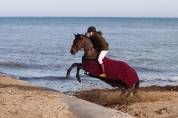 Poney en or, polyvalent avec expérience solide