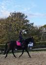 Poney en or, polyvalent avec expérience solide