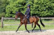 Poney en or, polyvalent avec expérience solide