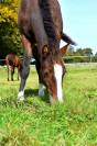 Poulain welsh part bred 