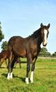 Poulain welsh part bred 