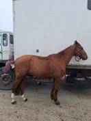 Trotteur 11 ans 