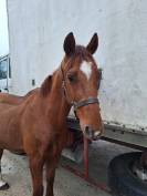 Trotteur 11 ans 