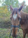 Trotteur hongre de 11 ans 