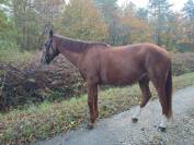 Trotteur hongre de 11 ans 