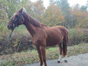 Trotteur hongre de 11 ans 