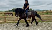 jument irish cob 