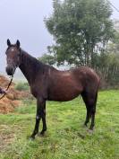 POULINIERE 