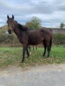 POULINIERE 