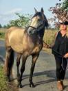 Espagnol exemplaire